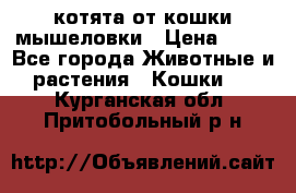 котята от кошки мышеловки › Цена ­ 10 - Все города Животные и растения » Кошки   . Курганская обл.,Притобольный р-н